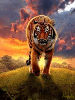Zwierzęta - tigre2.gif