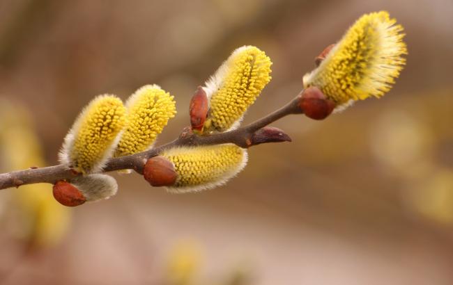 WIOSNA - pussy_willow_1246132_1280_650x410.jpg