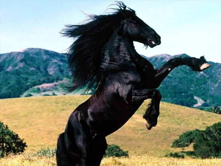 Konie - Koń 12.jpg