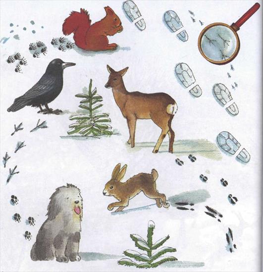 plansze dydaktyczne - ślady zwierząt na śniegu.jpg