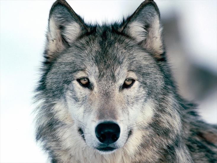  Animals part 2 z 3 - Look Into My Eyes, Winter Wolf.jpg