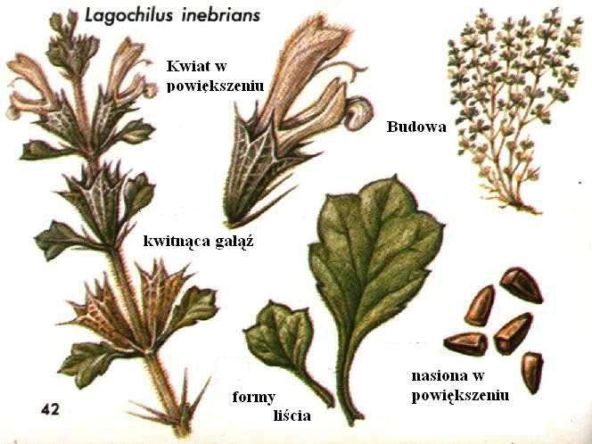Lecznicze - Lagochilus Inebrians - Mięta turkiestańska Lagochilina.jpg