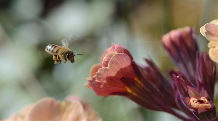 Fauna i Flora  - pszczoła i kwiatki.jpg