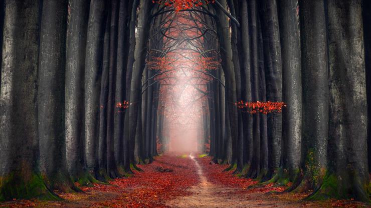 TAPETY - autumn_forest_5k_6-5120x2880.jpg