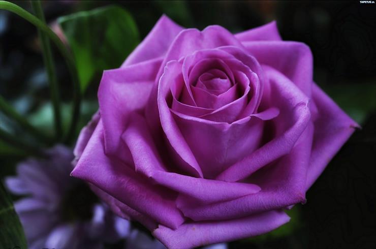 Galeria - Róża fioletowa.jpg